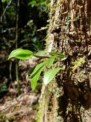 Dendrobium tetragonum