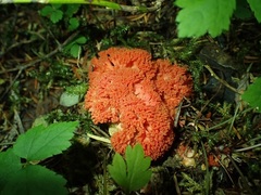 Ramaria stuntzii