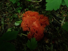 Ramaria stuntzii