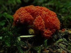 Ramaria stuntzii