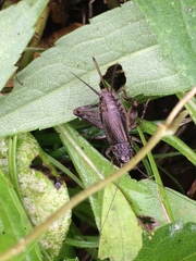 Loxoblemmus arietulus