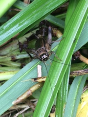 Loxoblemmus arietulus