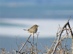 Cisticola aberrans