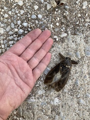 Lethocerus patruelis