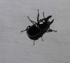 Prosopocoilus torresensis