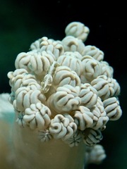 Hippolyte commensalis