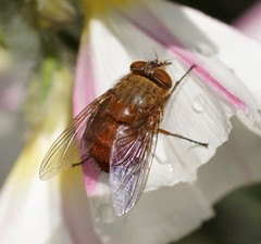 Calliphora ochracea