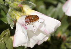 Calliphora ochracea