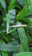 Orthacridini