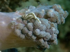 Hippolyte commensalis