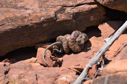 Children's Python sighting