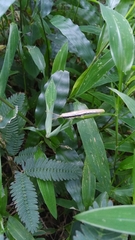 Orthacridini