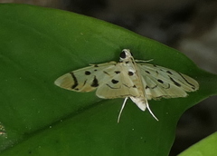 Pycnarmon radiata