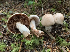 Cortinarius alboglobosus