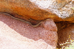 Salvadora lemniscata