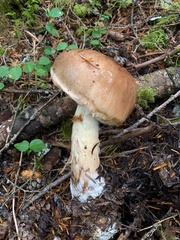 Cortinarius superbus