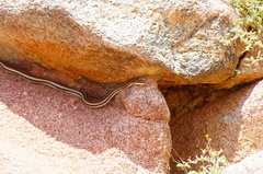 Salvadora lemniscata