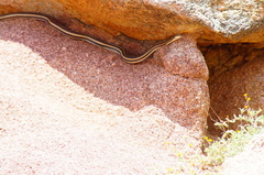 Salvadora lemniscata