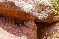 Salvadora lemniscata