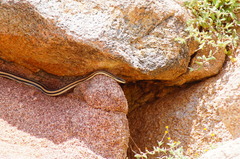 Salvadora lemniscata