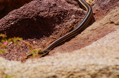 Salvadora lemniscata