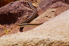 Salvadora lemniscata