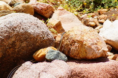 Salvadora lemniscata