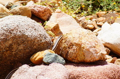 Salvadora lemniscata