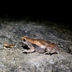 Ant Frog photo 5