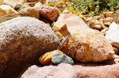 Salvadora lemniscata