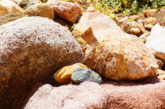 Salvadora lemniscata