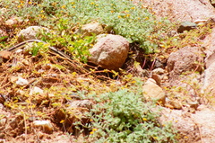 Salvadora lemniscata