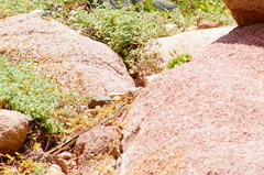 Salvadora lemniscata