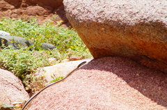 Salvadora lemniscata