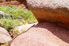 Salvadora lemniscata