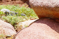 Salvadora lemniscata