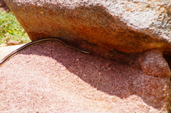 Salvadora lemniscata