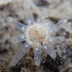 Halcampa decemtentaculata