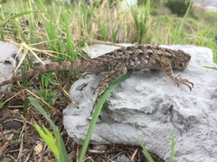 Sceloporus spinosus