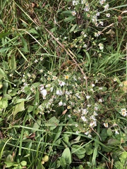 Symphyotrichum pilosum pilosum