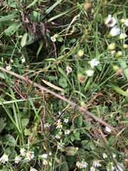 Symphyotrichum pilosum pilosum
