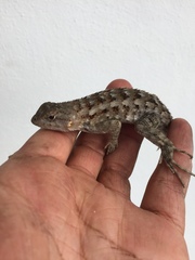 Sceloporus spinosus