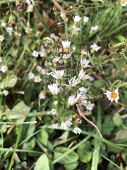 Symphyotrichum pilosum pilosum