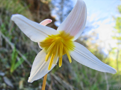 Erythronium helenae