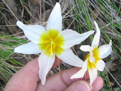 Erythronium helenae