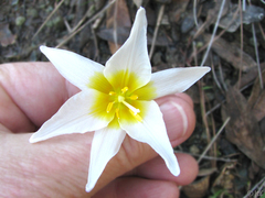 Erythronium helenae