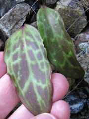 Erythronium helenae