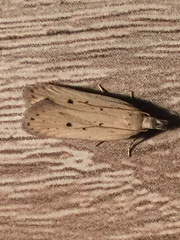 Nothris verbascella