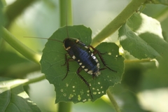Neostylopyga ornata