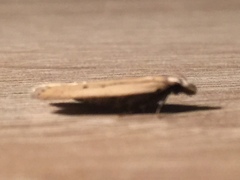 Nothris verbascella